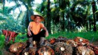 Ilustrasi Petani Kelapa Sawit Ilustrasi Petani Kelapa Sawit