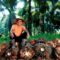 Ilustrasi Petani Kelapa Sawit