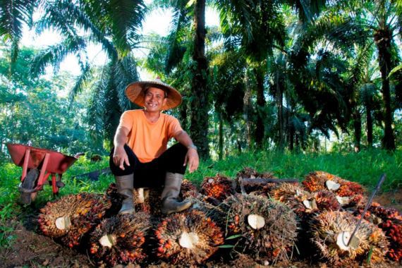 Ilustrasi Petani Kelapa Sawit